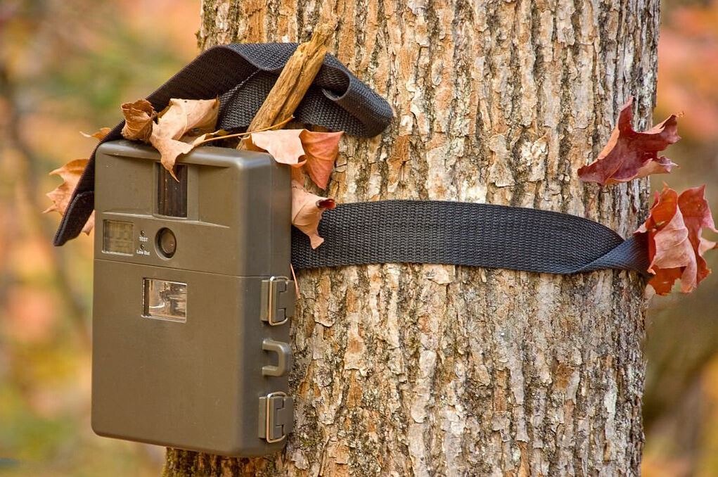 Mise en place d'une camera de chasse